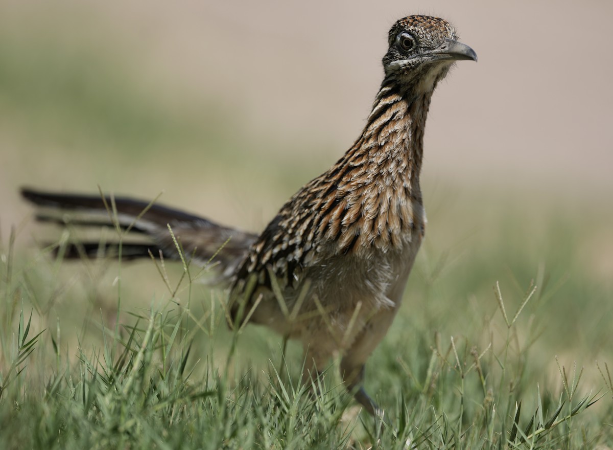 Greater Roadrunner - ML618125711