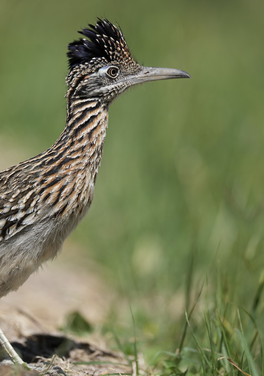 Greater Roadrunner - ML618125712