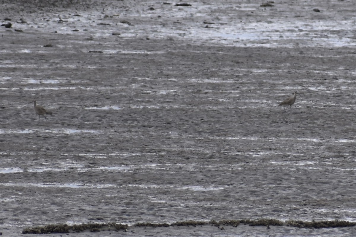 Whimbrel - Nathan O'Reilly