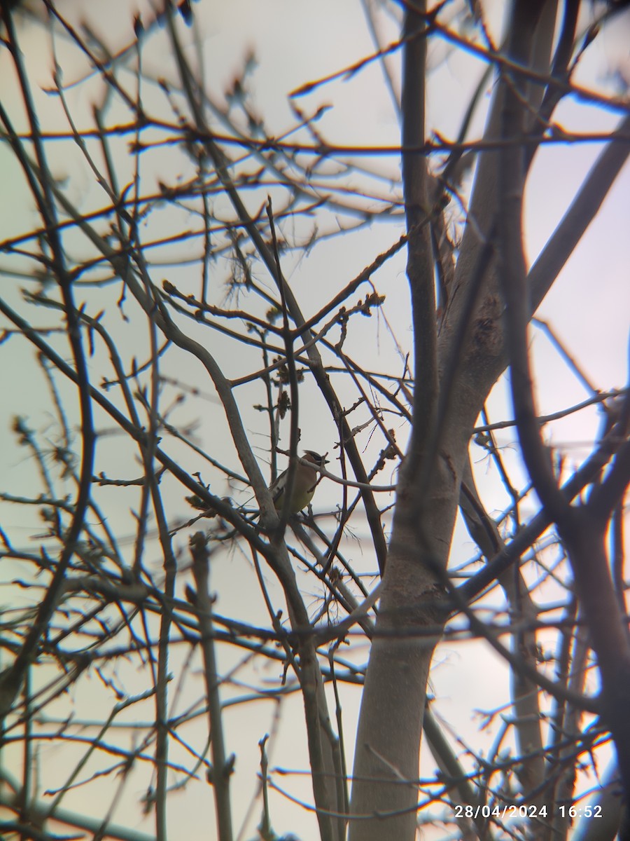 Cedar Waxwing - Santhosh D T