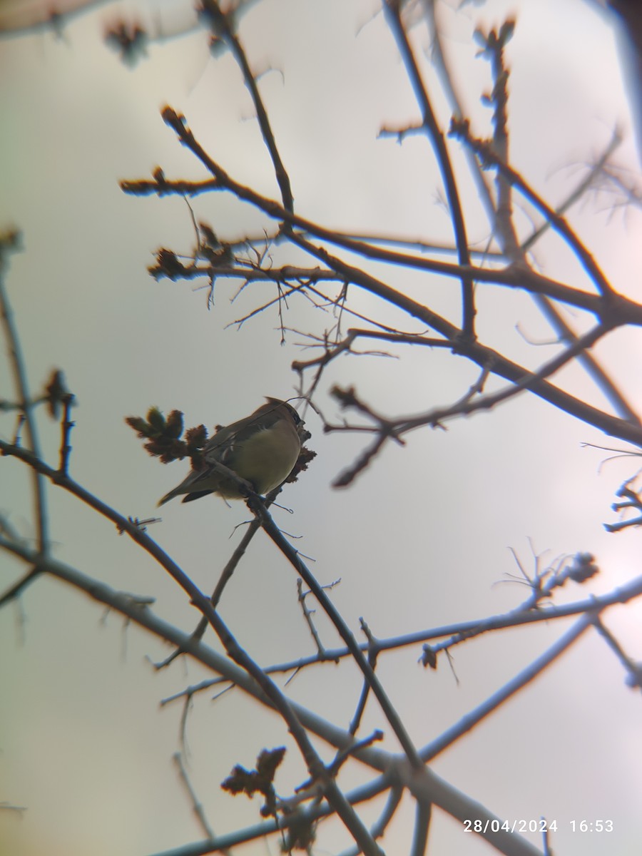 Cedar Waxwing - Santhosh D T