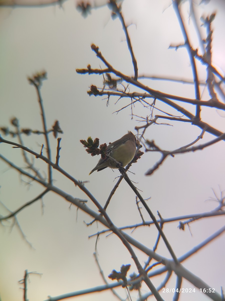 Cedar Waxwing - Santhosh D T