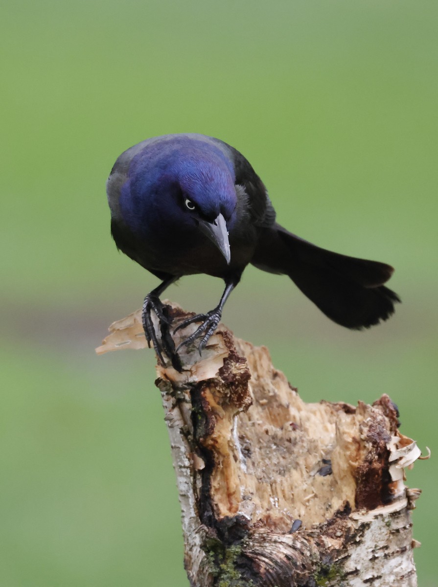 Common Grackle - Terry Spitzenberger