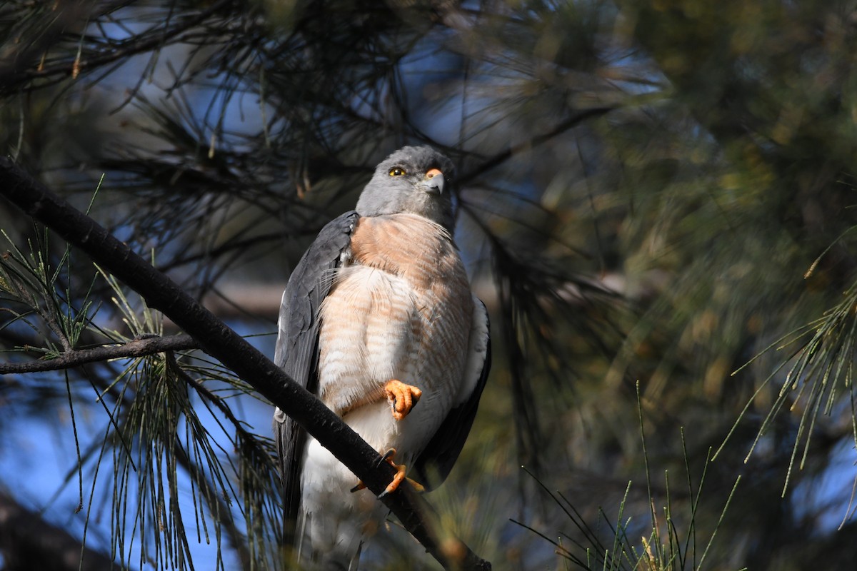 Chinese Sparrowhawk - 品諭 陳