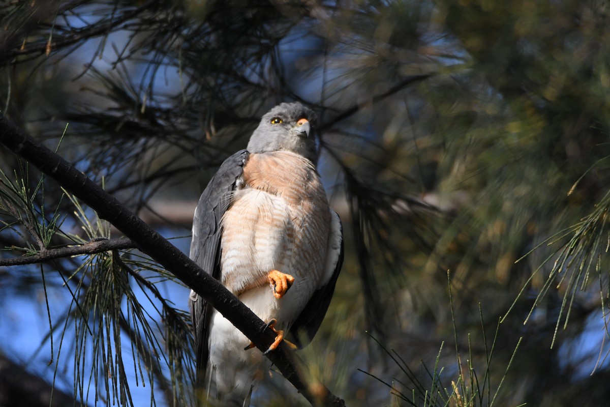 Chinese Sparrowhawk - Anonymous