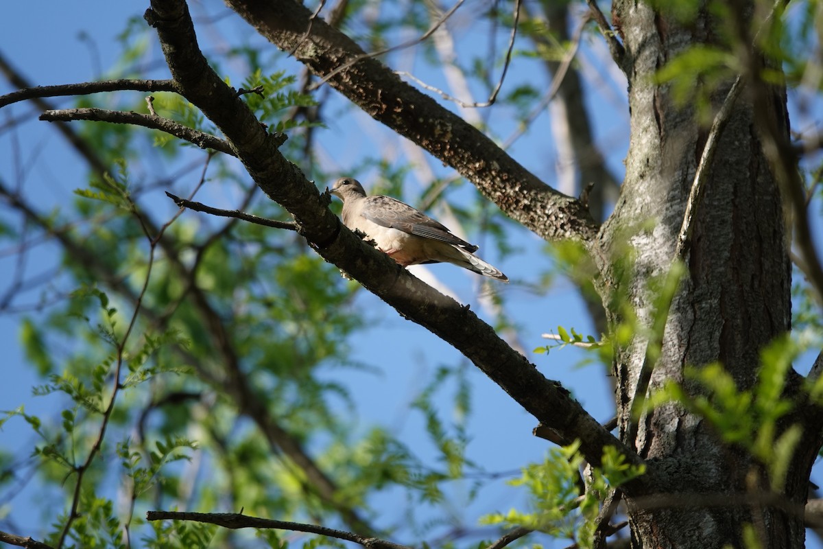 Mourning Dove - Lottie Bushmann