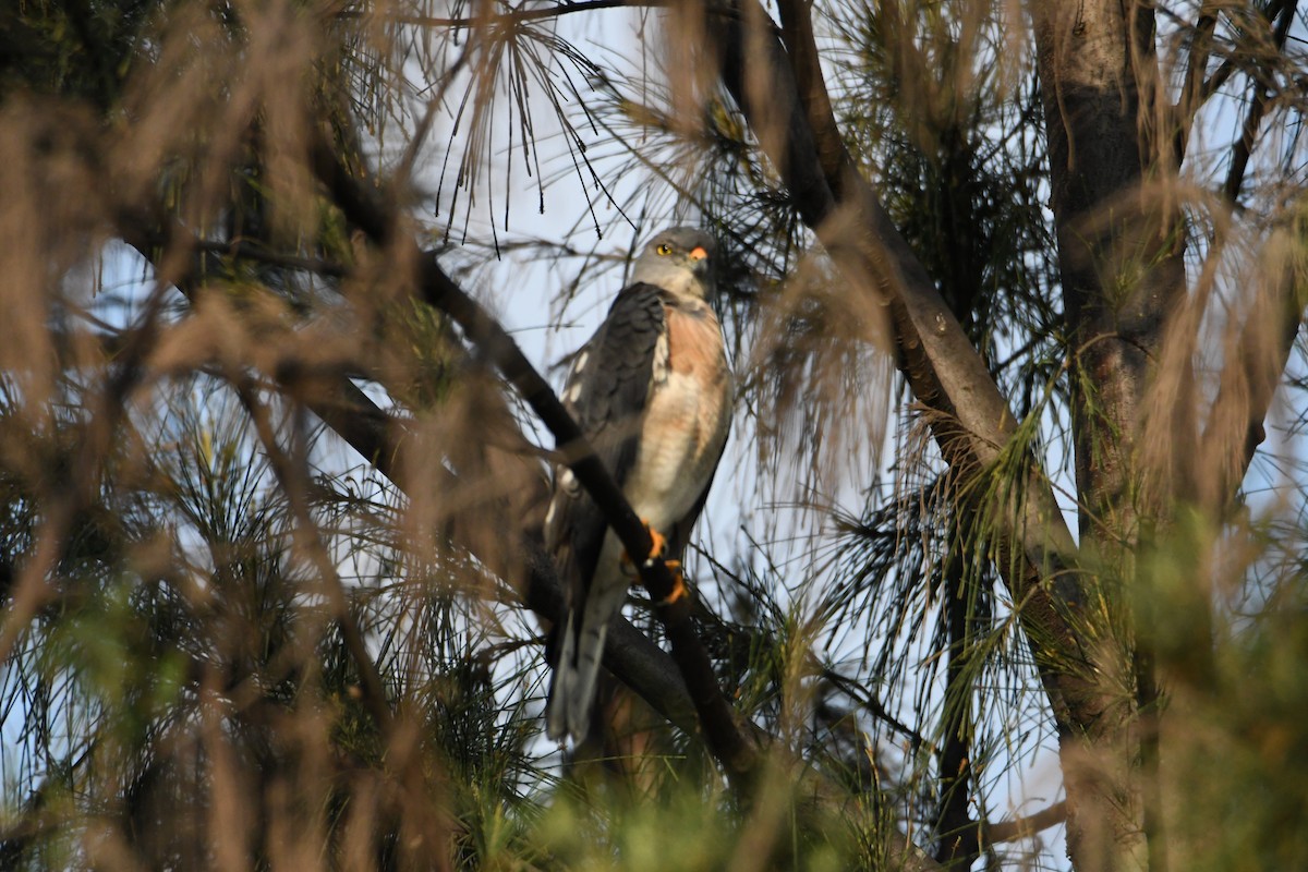 Chinese Sparrowhawk - 品諭 陳