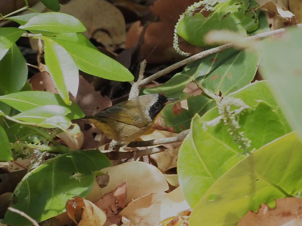 Common Yellowthroat - John LeClaire