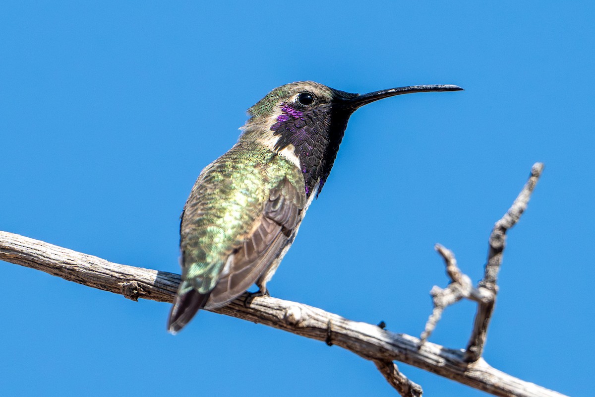 Lucifer Hummingbird - Tanya Smythe