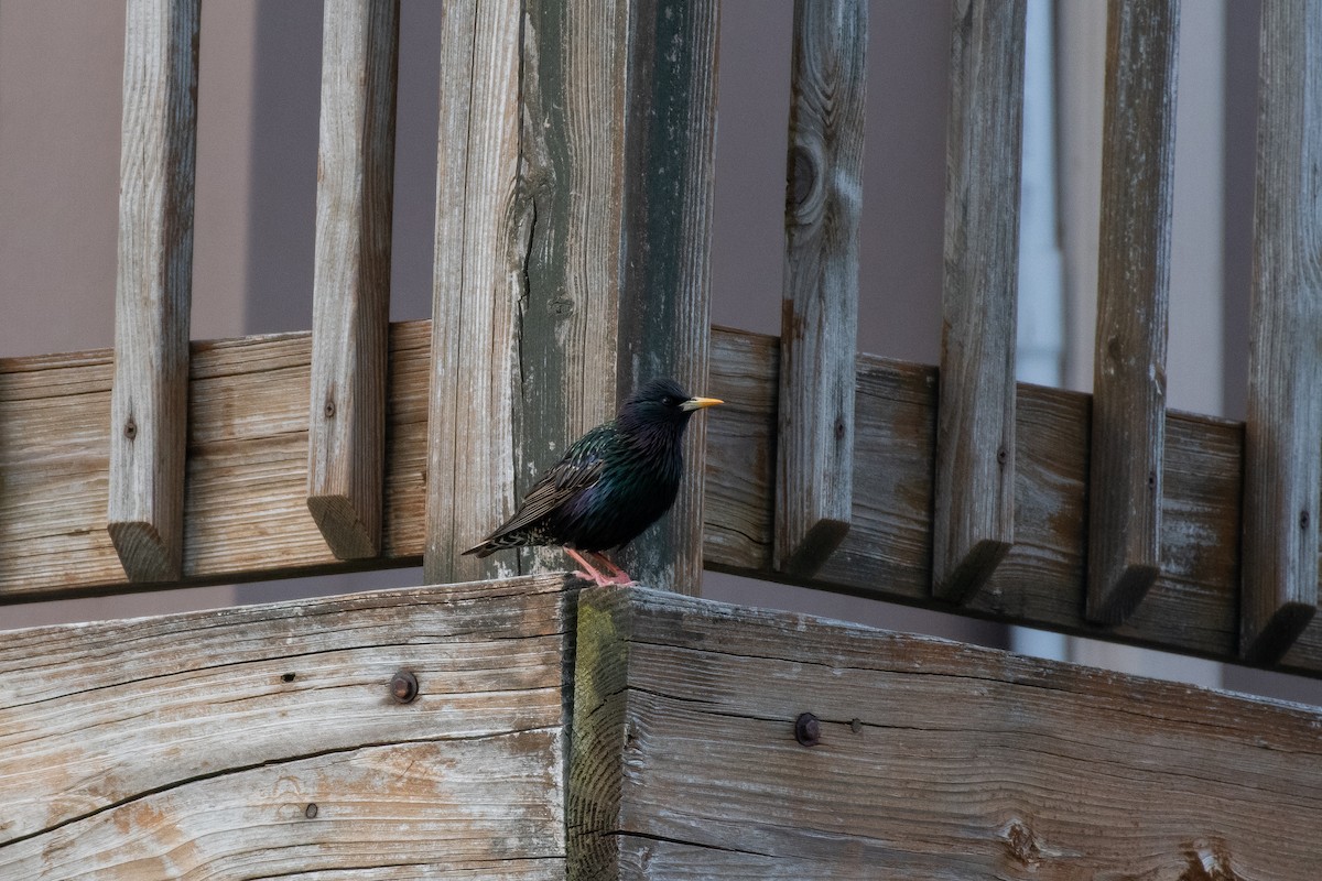 European Starling - Isaac Boardman