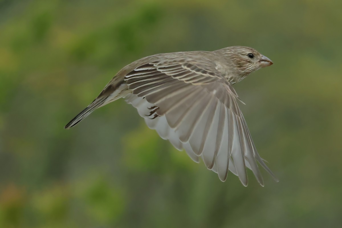 House Finch - Charlie Arp