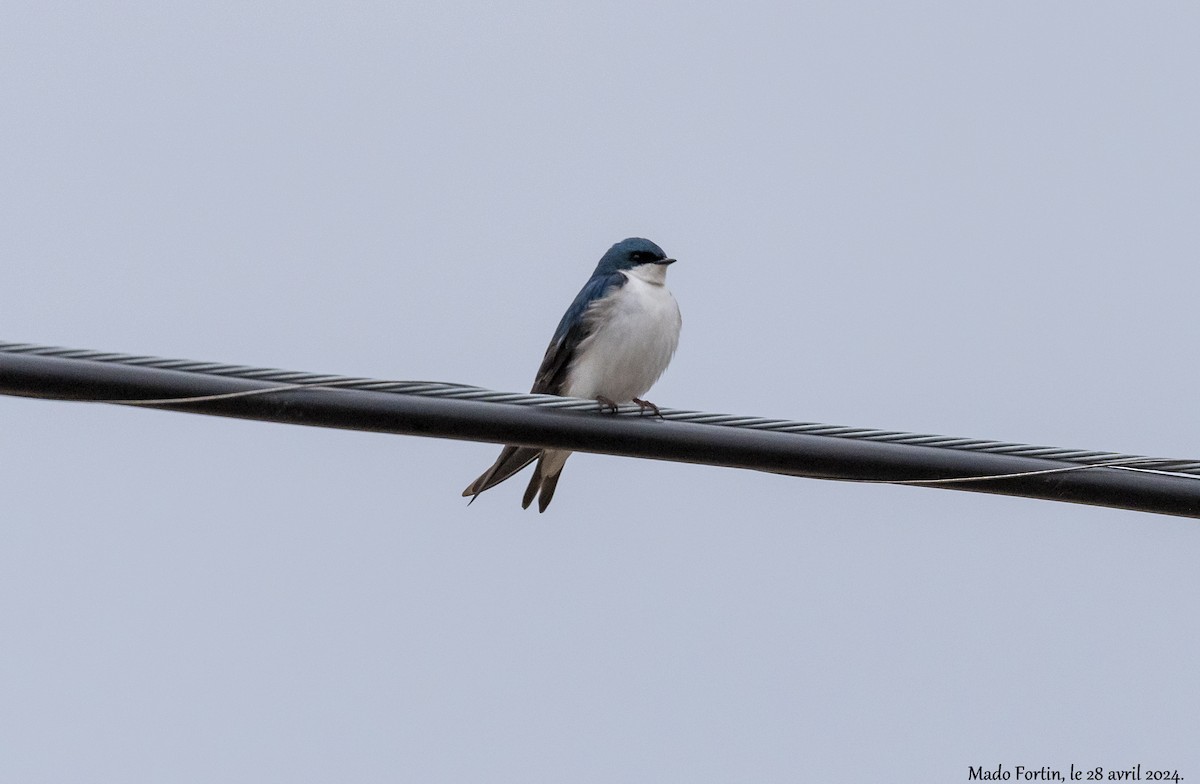 Tree Swallow - madeleine fortin