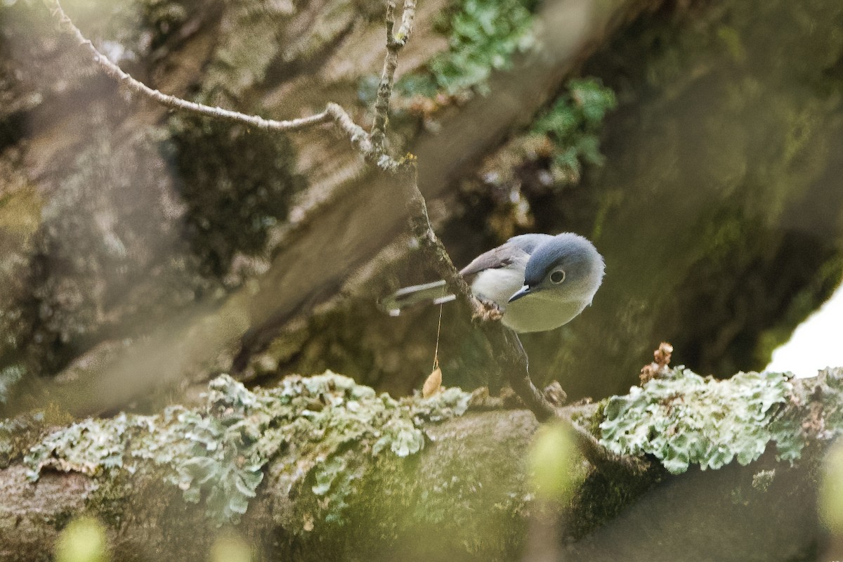 Blue-gray Gnatcatcher - Enya deFeijter