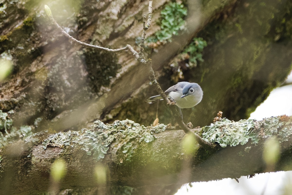 Blue-gray Gnatcatcher - Enya deFeijter