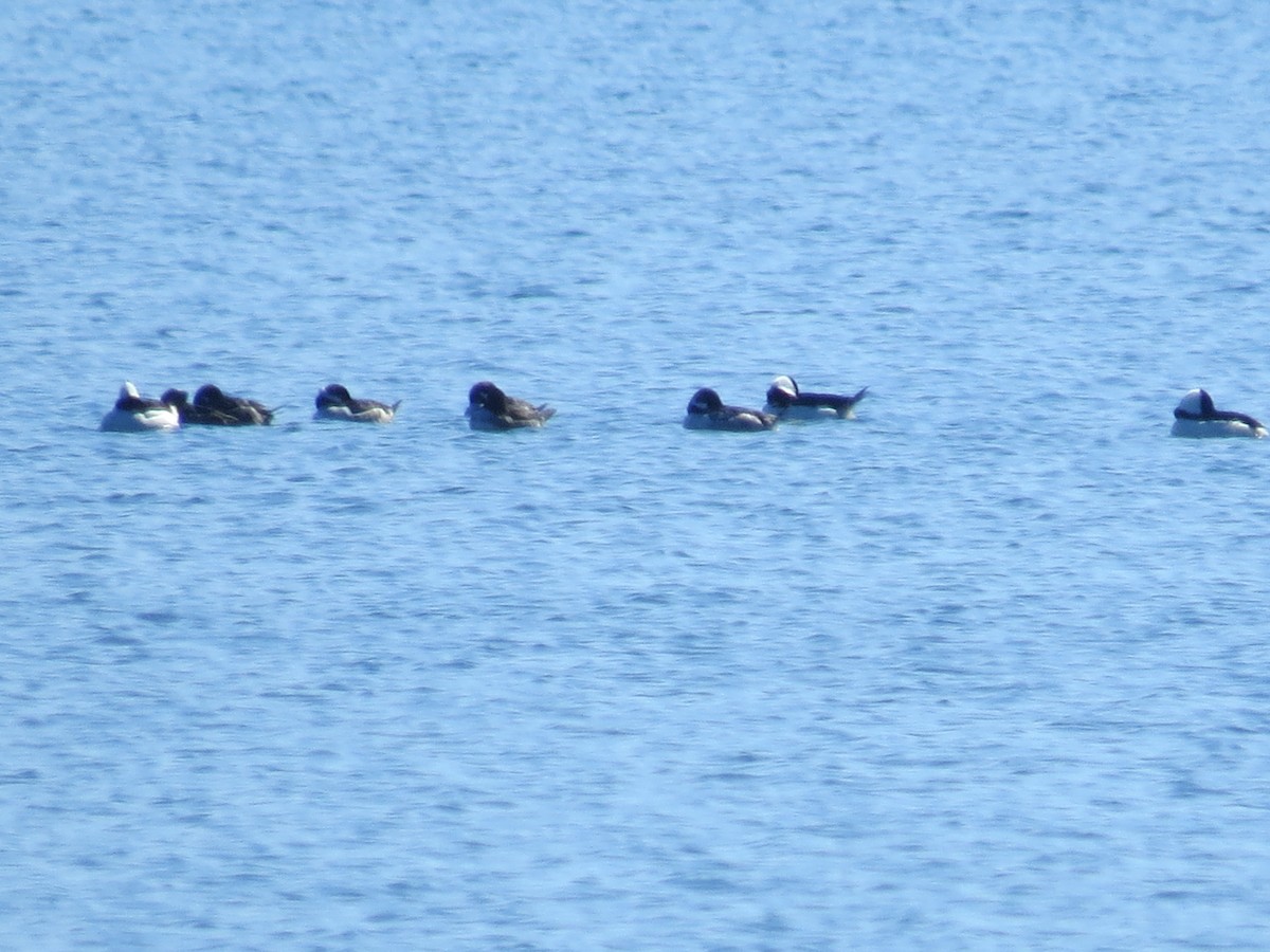 Bufflehead - Ethan Maynard