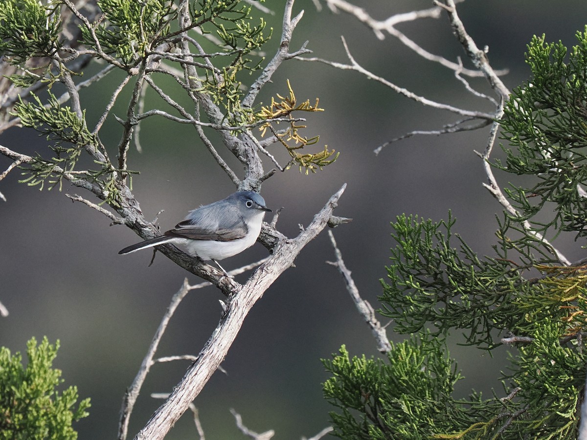 Blue-gray Gnatcatcher - Patti Bell