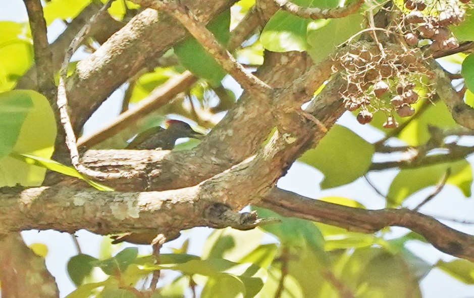 Streak-throated Woodpecker - John Daniel