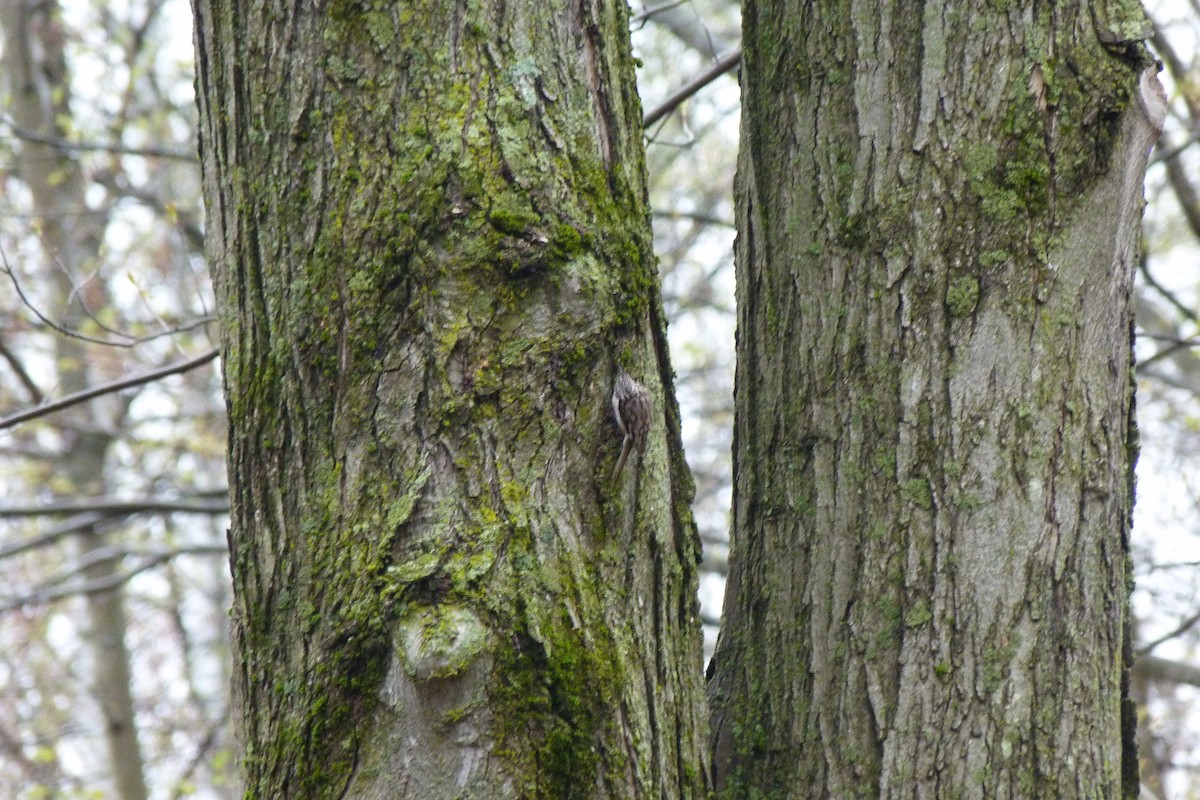 Brown Creeper - Thaddeus Wilson