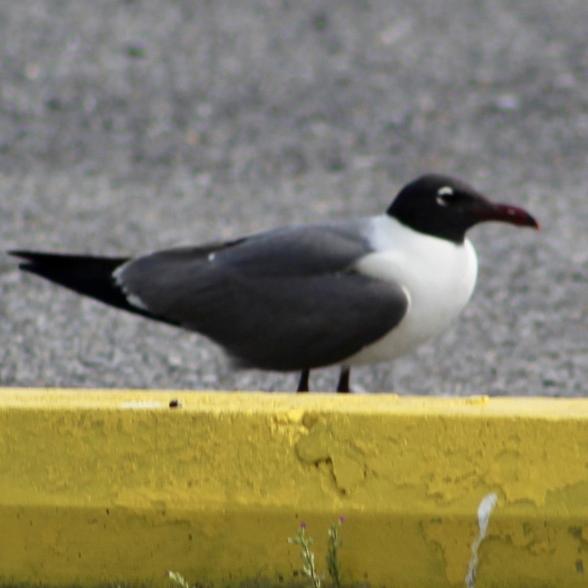 Laughing Gull - Roger Kinnison