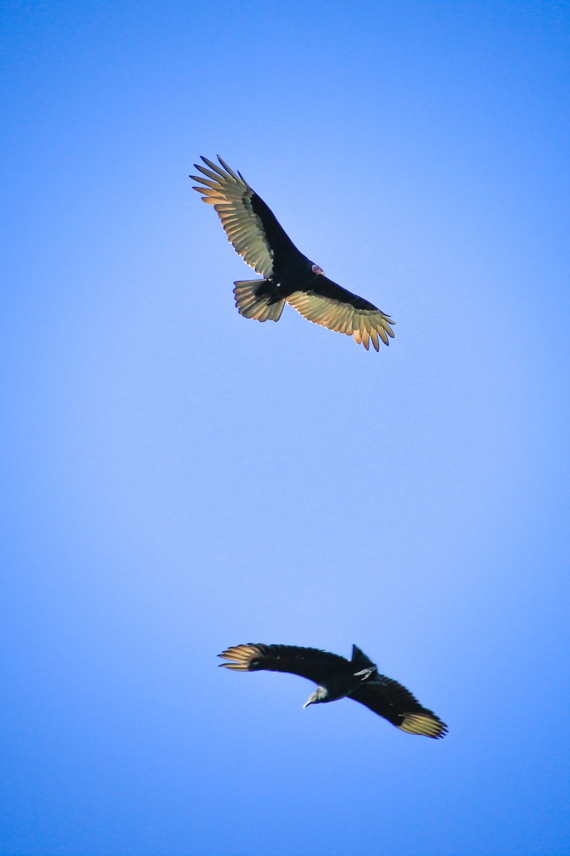 Black Vulture - Thomas Ambiel