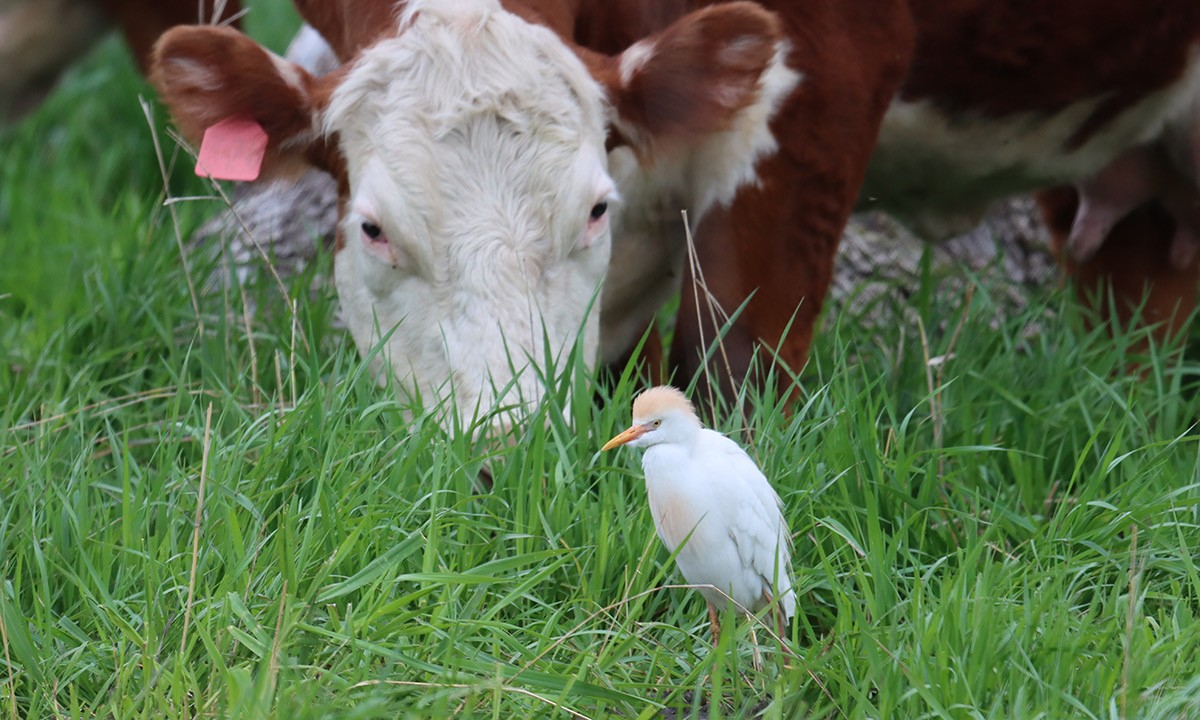 Western Cattle-Egret - ML618125919