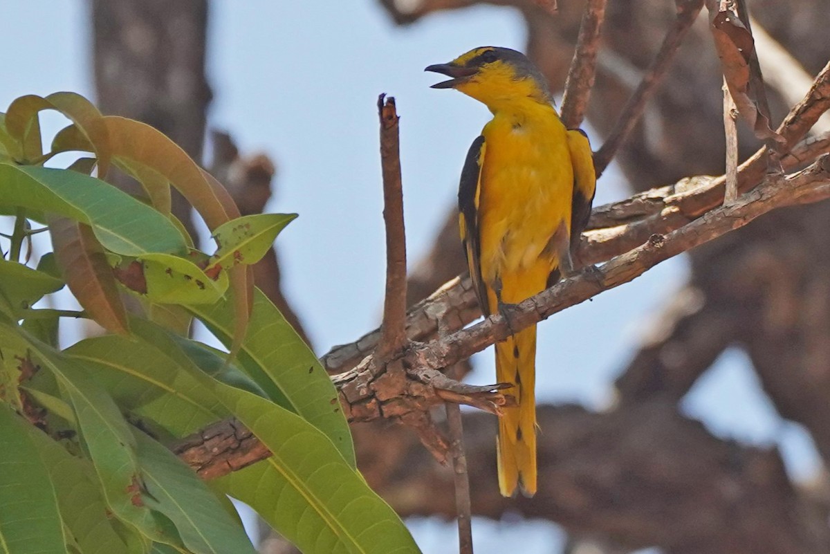 Orange Minivet - John Daniel