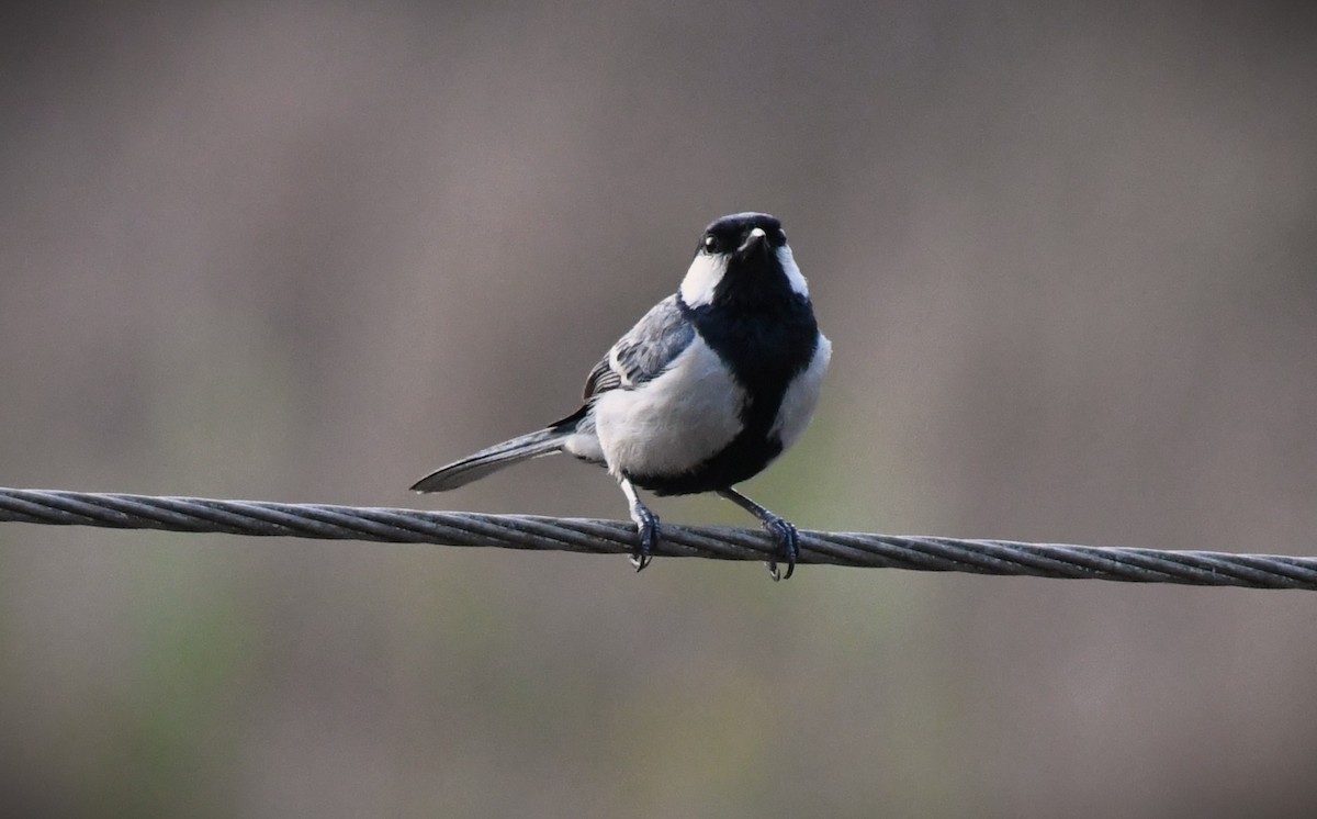 Cinereous Tit - mathew thekkethala