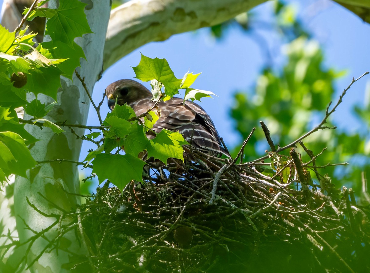 Red-shouldered Hawk - Eric Bodker