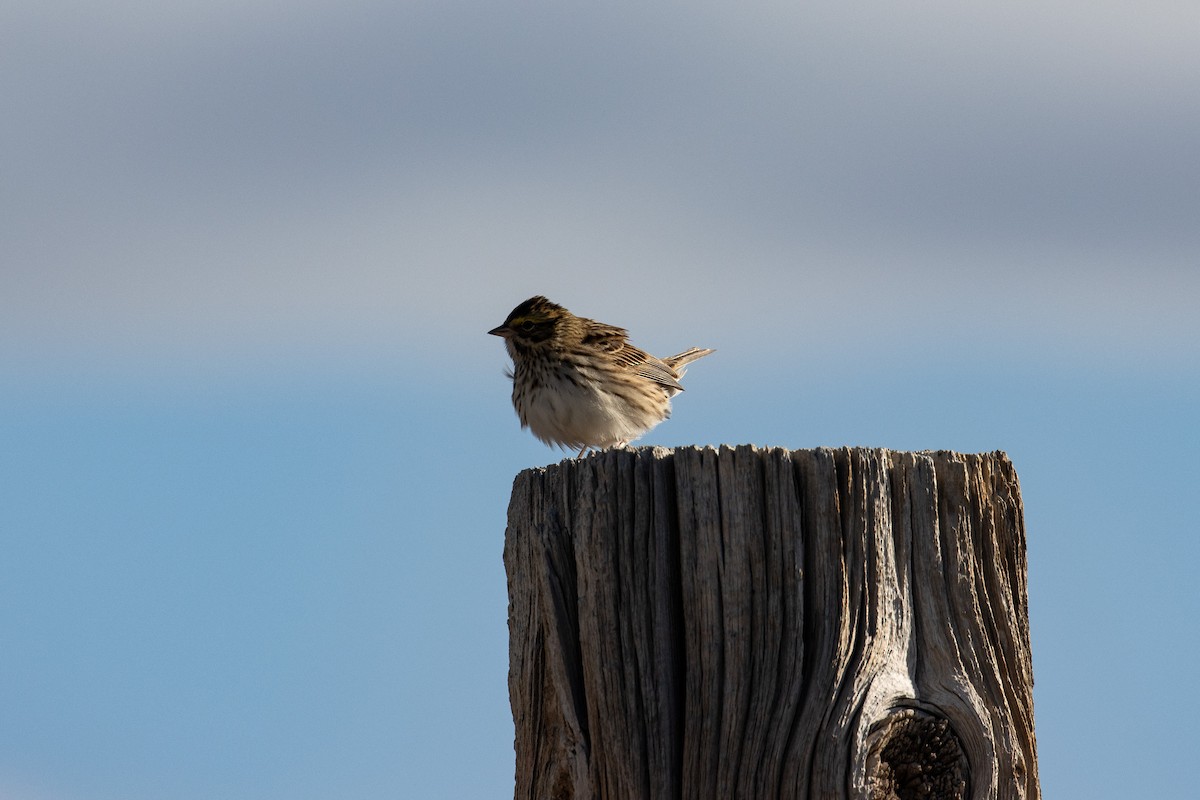 Savannah Sparrow - ML618125940