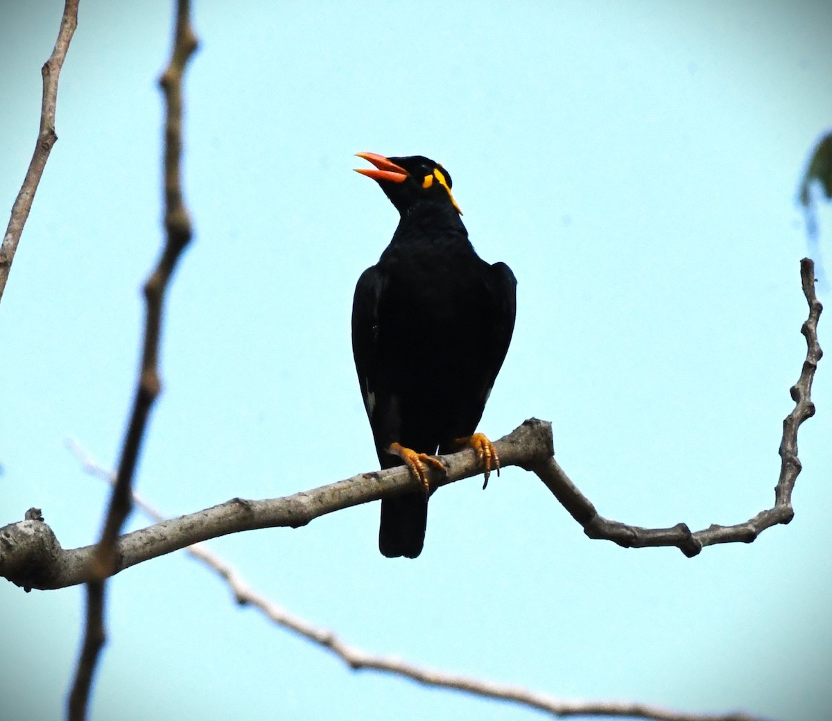 Southern Hill Myna - mathew thekkethala