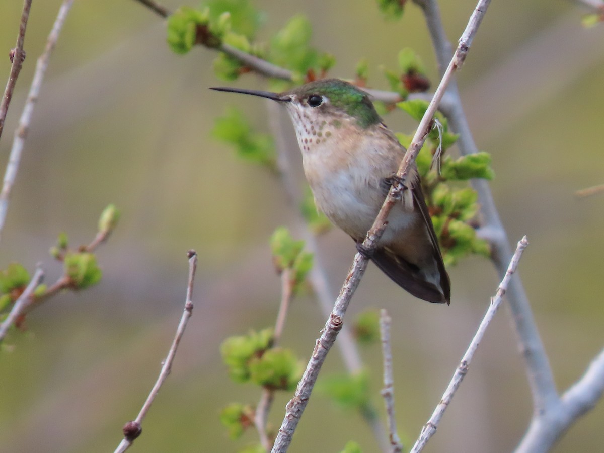 Calliope Hummingbird - raylene wall