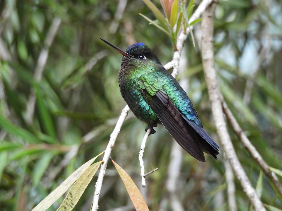 Fiery-throated Hummingbird - Mary-Lane Baker