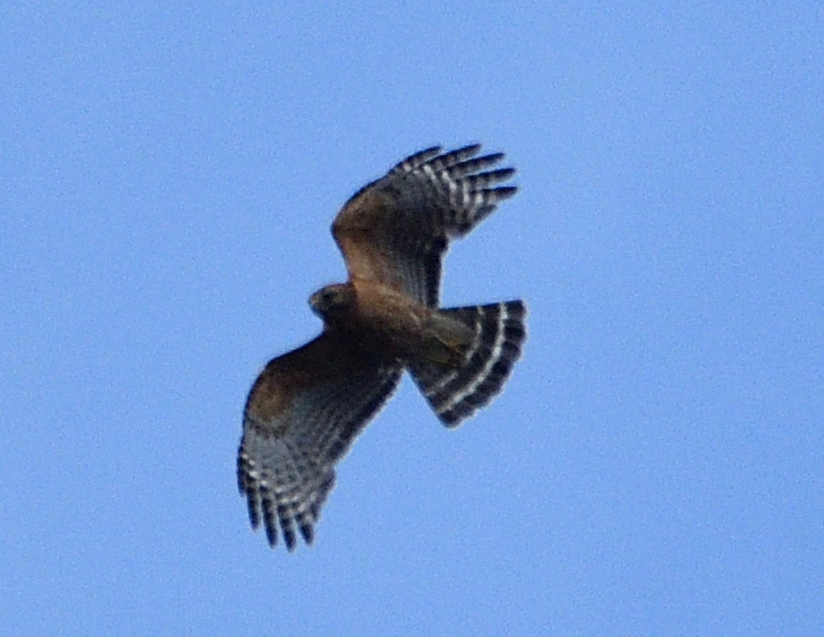 Red-shouldered Hawk - Christine Hough