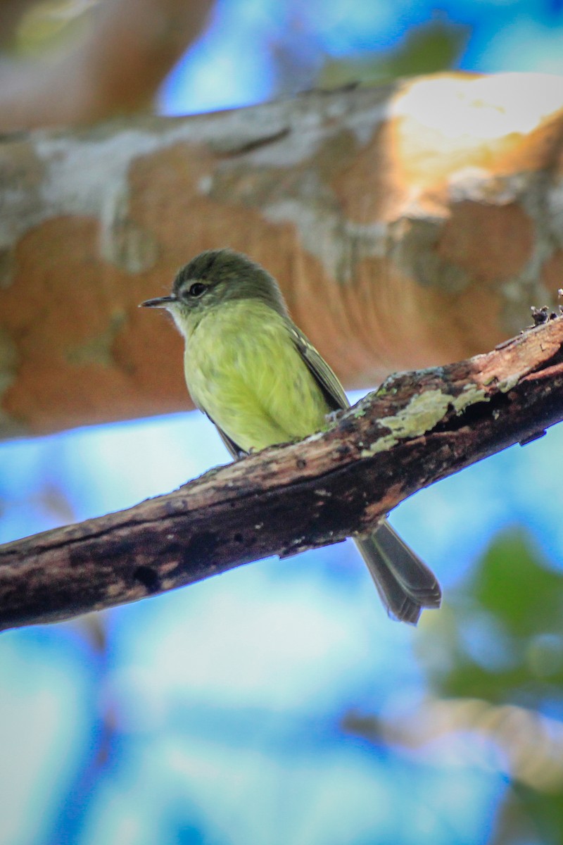 Mottle-cheeked Tyrannulet - Thomas Ambiel