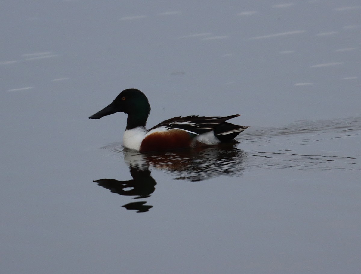 Northern Shoveler - John Bissell