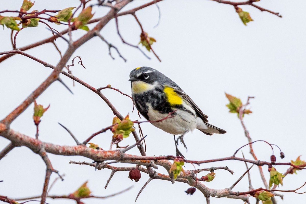 Yellow-rumped Warbler (Myrtle x Audubon's) - Ron Horn