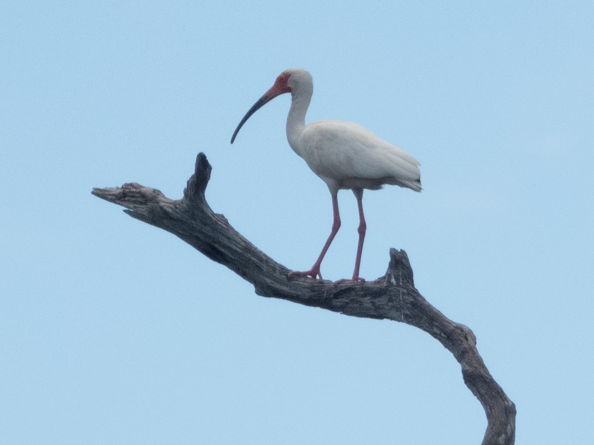 ibis bílý - ML618125997