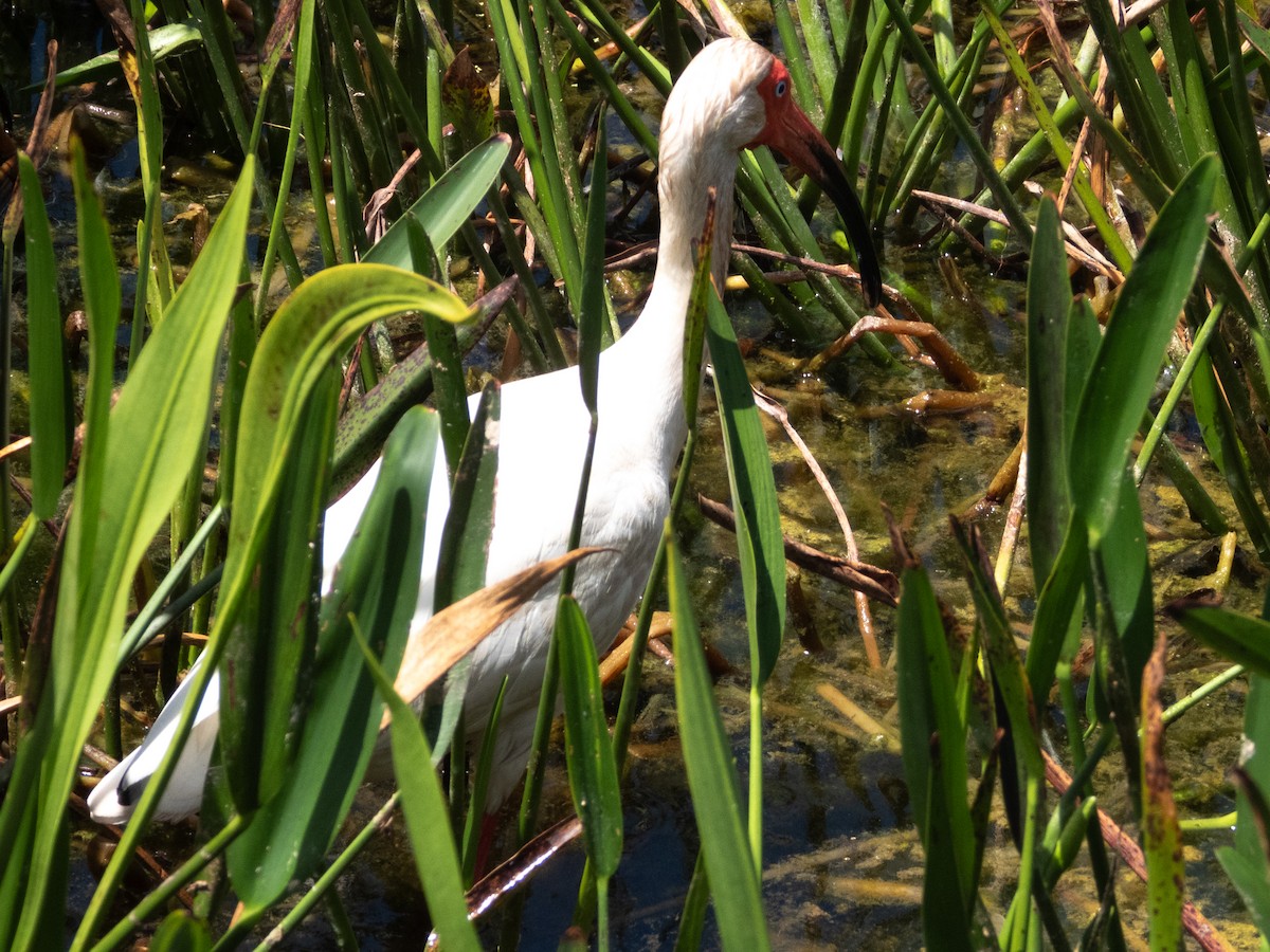 ibis bílý - ML618125998