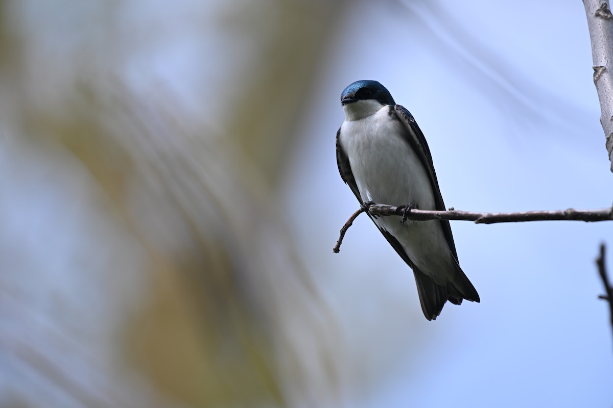 Tree Swallow - James Bozeman