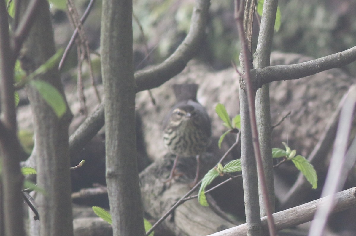 Northern Waterthrush - Joe Gyekis