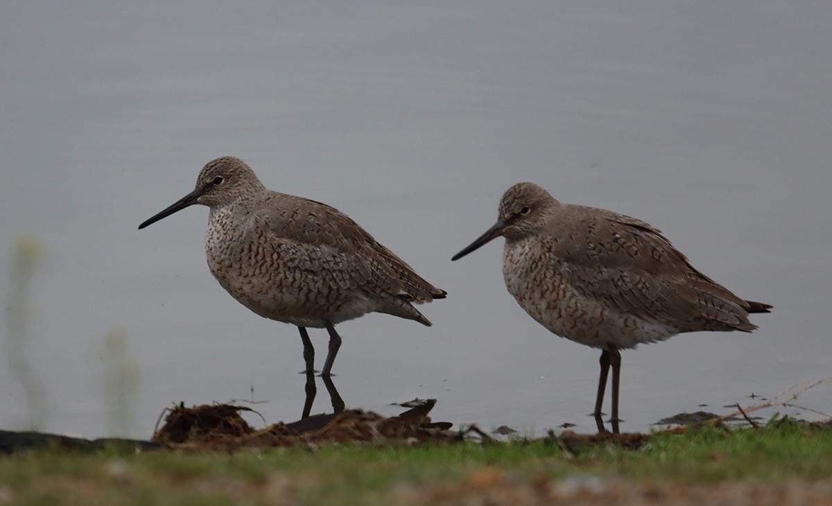 Willet - John Bissell