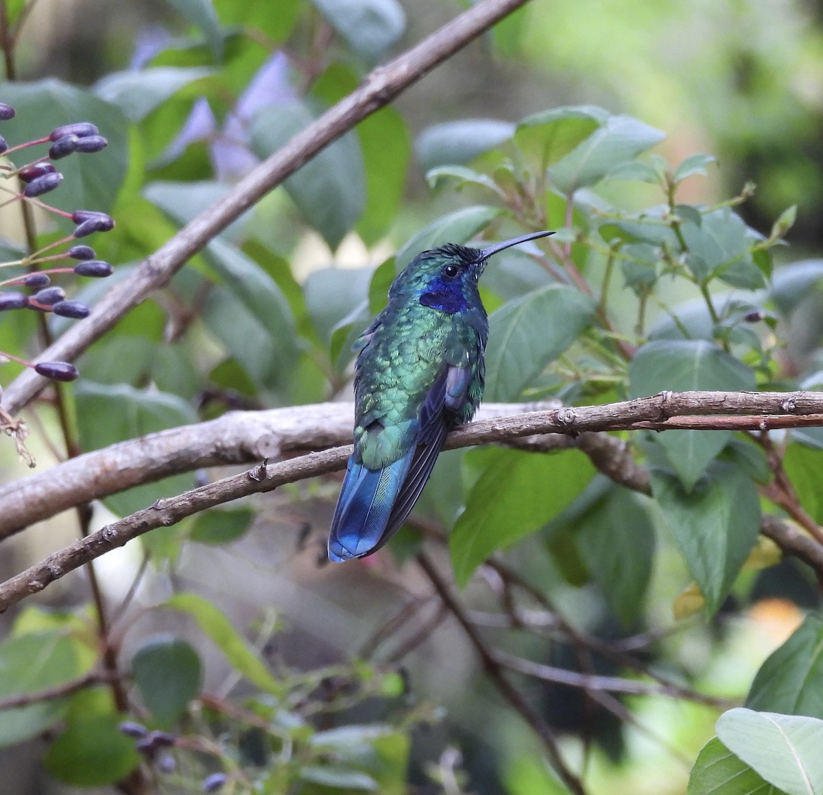 Lesser Violetear - Mary-Lane Baker