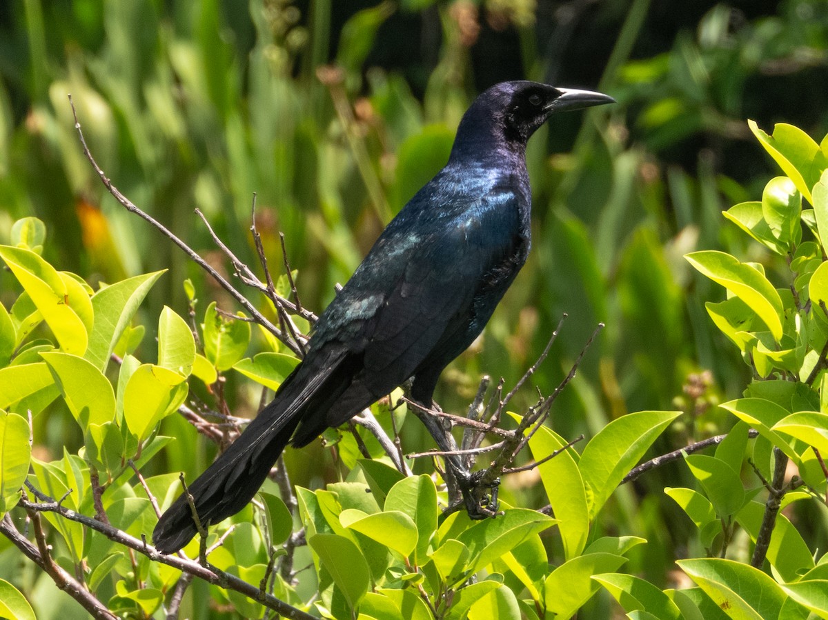 Boat-tailed Grackle - Ann Larson