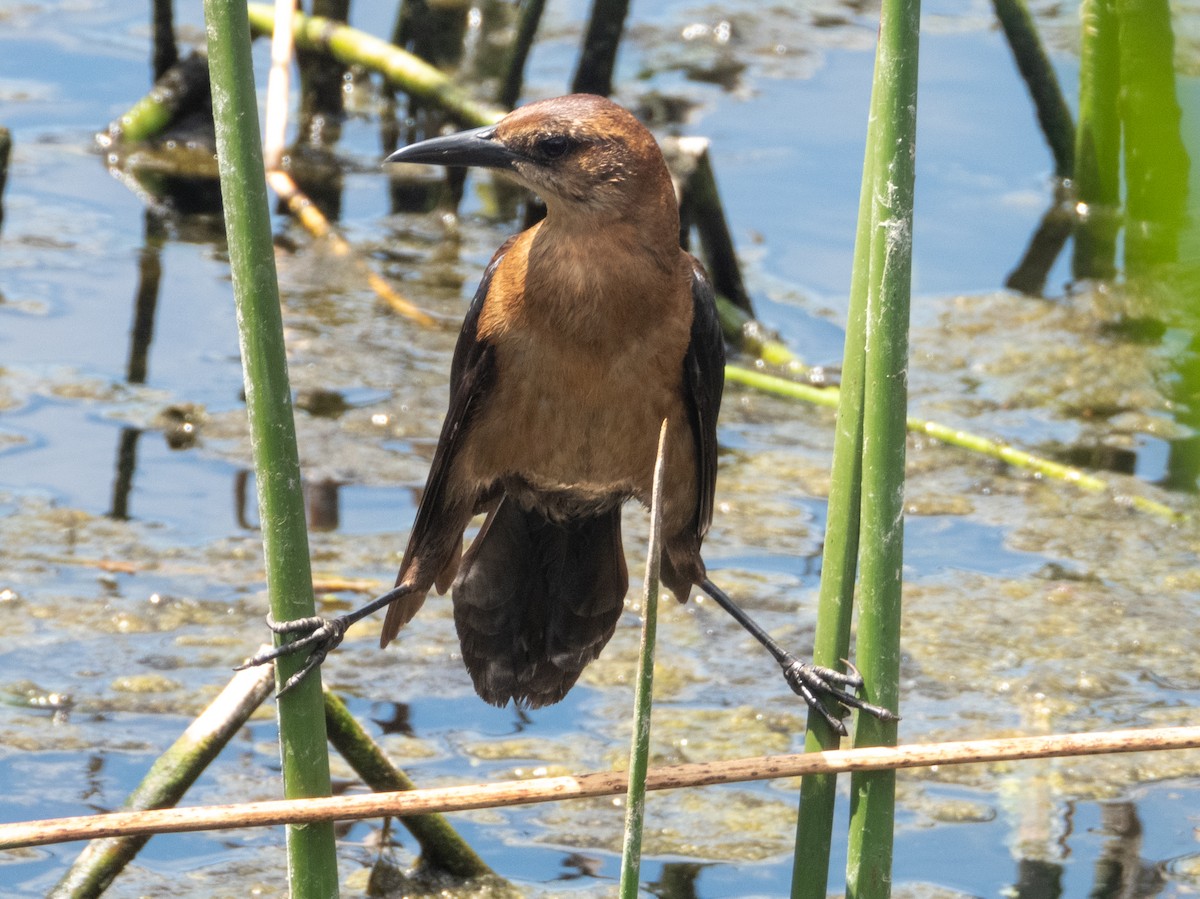 Boat-tailed Grackle - Ann Larson