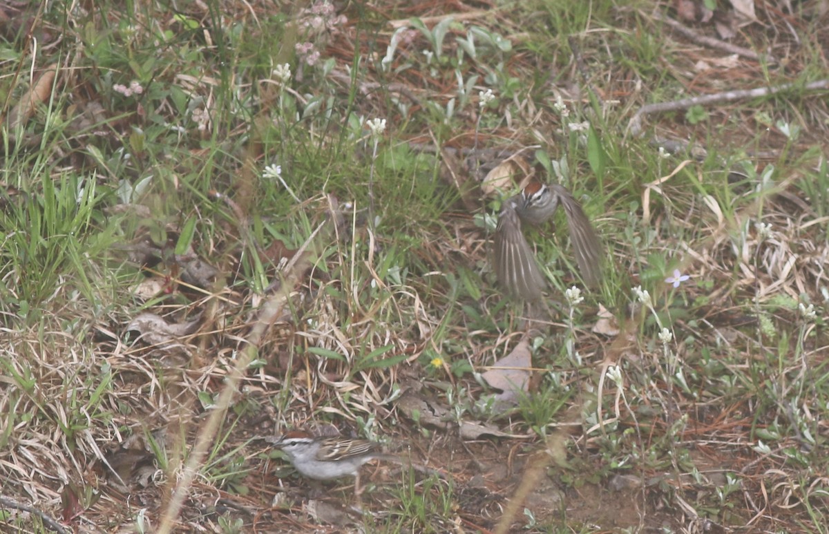 Chipping Sparrow - Joe Gyekis