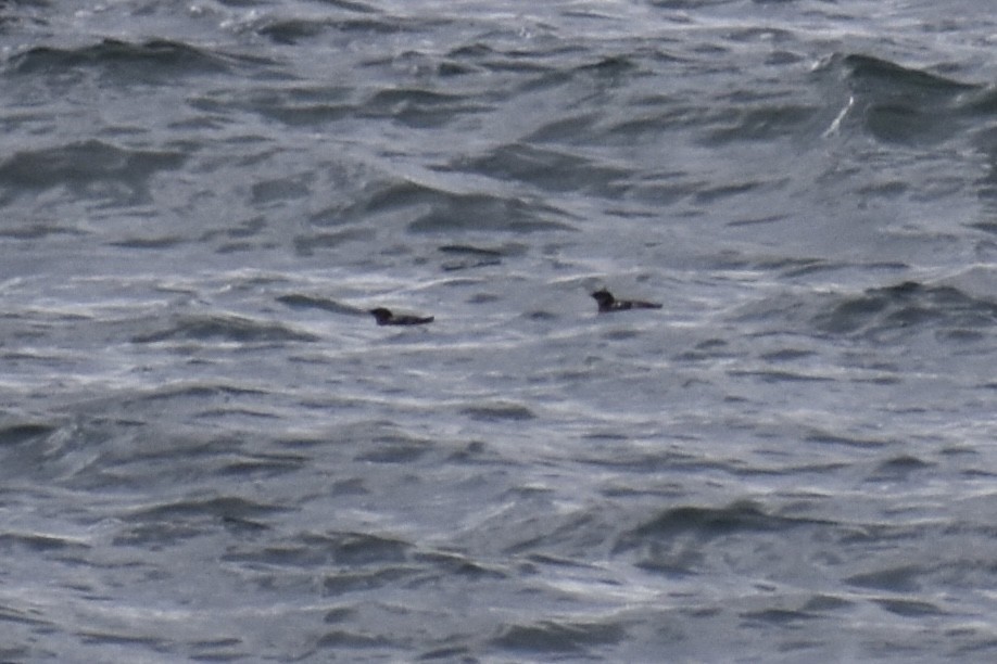 Marbled Murrelet - Nathan O'Reilly