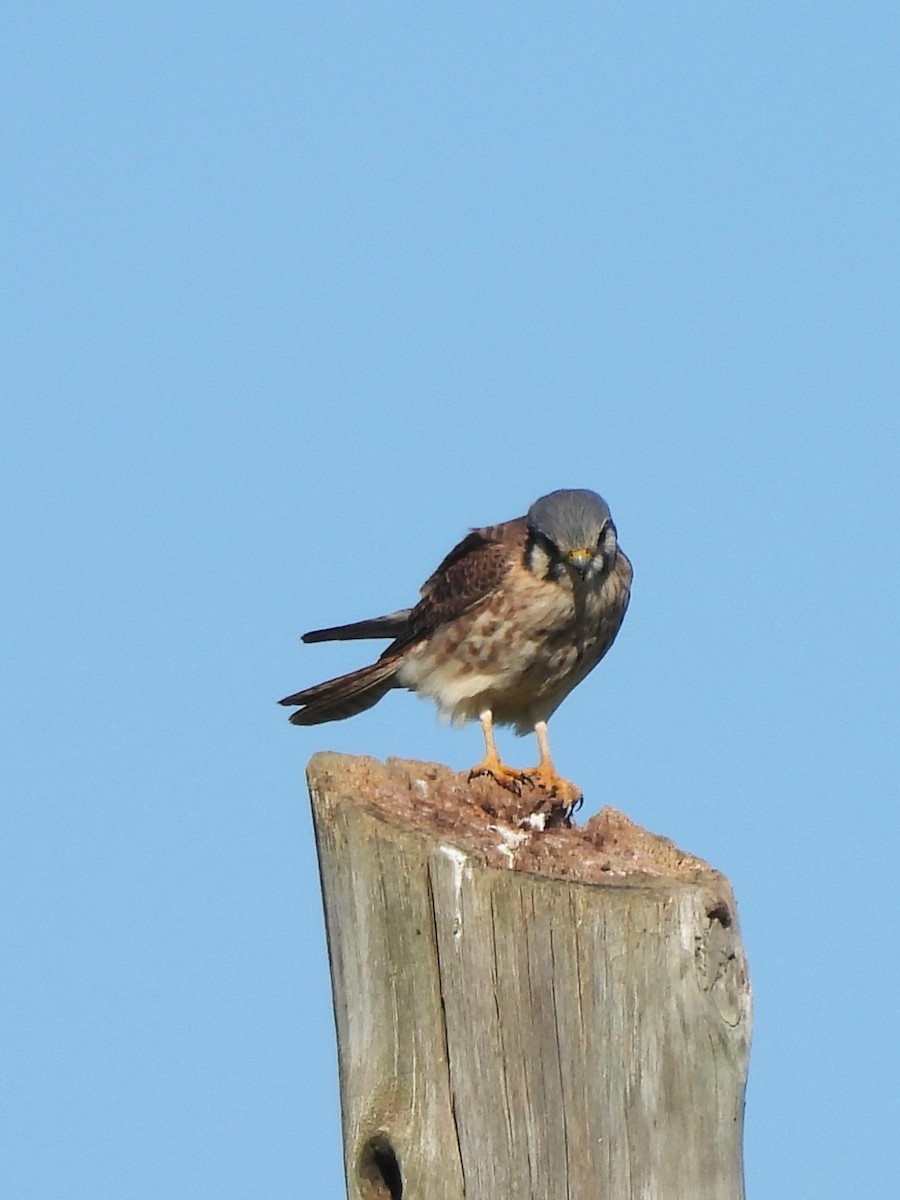 American Kestrel - Maria Lujan Solis