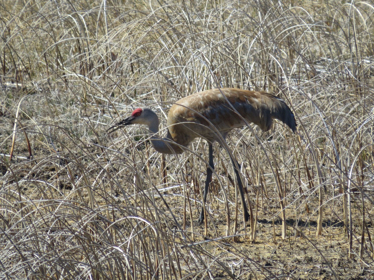 Sandhill Crane - Ethan Maynard