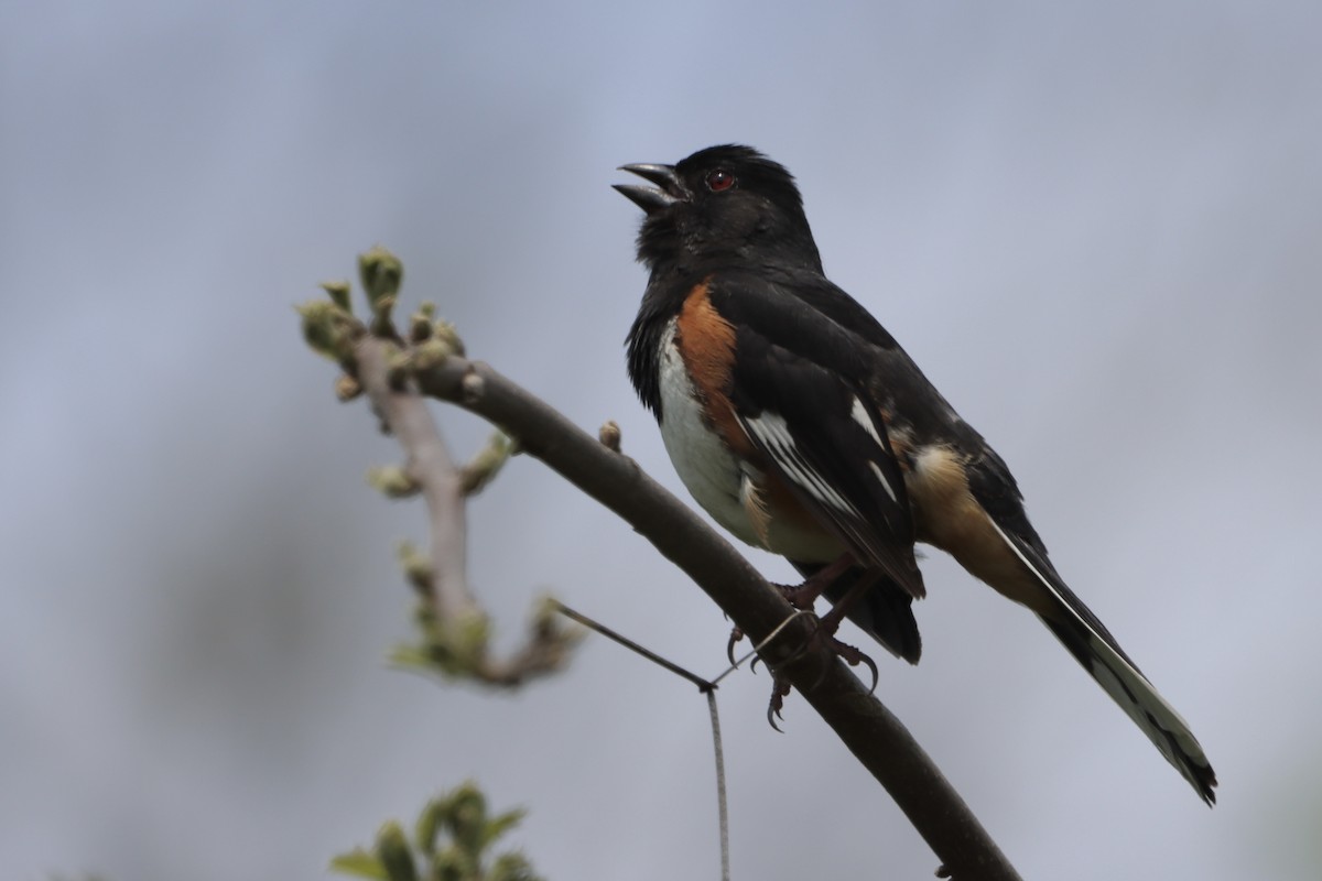 Eastern Towhee - Jo VerMulm