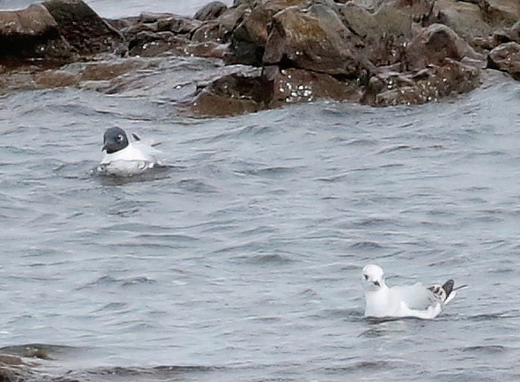 Bonaparte's Gull - Mark  Ludwick